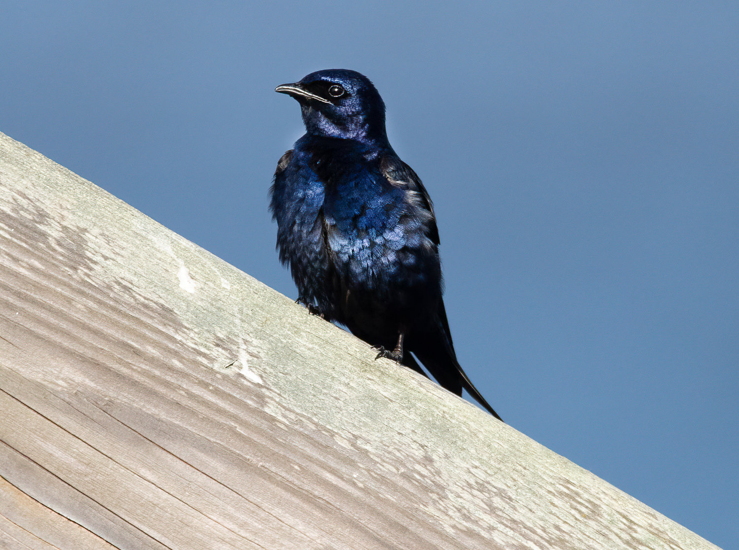 This is the Purple Martin, and he's a male.